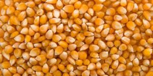 Yellow Maize Seeds