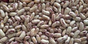 Light Speckled Kidney Beans