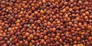 Red Pigeon Peas