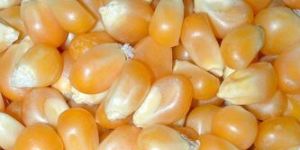 Organic Cracked Corn