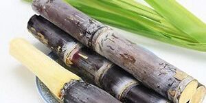 Sugarcane