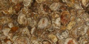 Precious Stone Petrified Wood