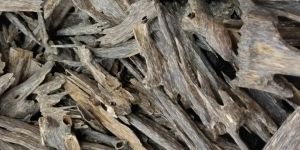 Agarwood Oil