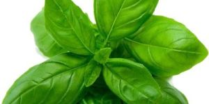 Basil Oil
