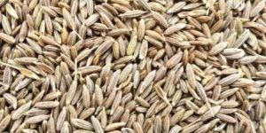 Cumin Seed Oil