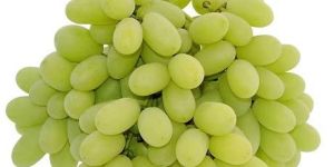 Fresh Grapes