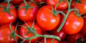 Fresh Tomato