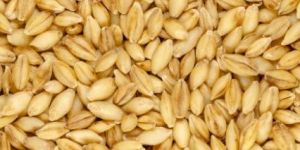 Barley