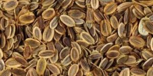 Dill Seeds