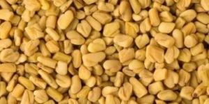 Fenugreek (Methi) Seeds