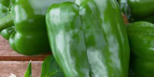 Fresh Green Bell Pepper