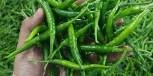 Fresh Green Chilli