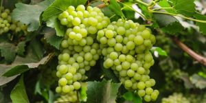 Fresh Green Grapes