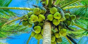 Fresh Green Tender Coconut