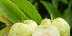 Fresh Guava