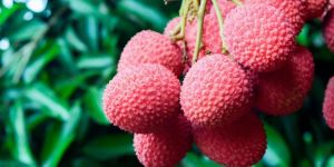 Fresh Litchi