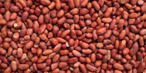 Peanut Kernels