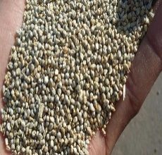Green Millet