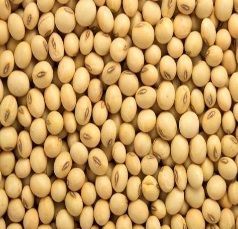 Soybean Seed