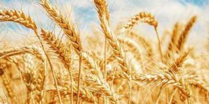 Wheat