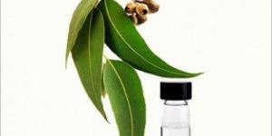 Eucalyptus Oil