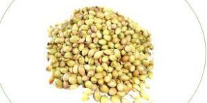Coriander Seeds