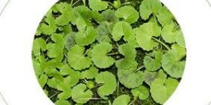 Gotu Kola