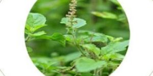 Holy Basil Leaves