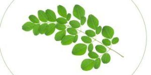 Moringa Horseradish Tree Protein Powder