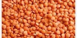 Red Lentils