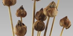 Mini Tork Stem Decorative Flowers