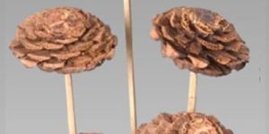 Natural Dried Exotic Cedar Pine On Stem