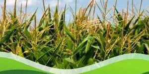 Acetamiprid 0.4% + Chlorpyrifos 20% W/w Ec