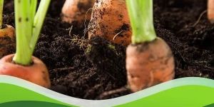 Azadirachtin Pesticide