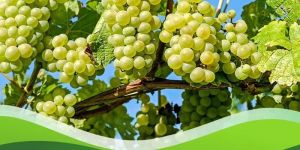 bio npk consortium fertilizer