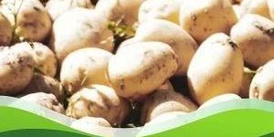 Captan 50% Wp Pesticide