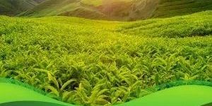 Fenpyroximate 5% EC Pesticide