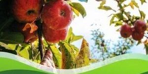 Mancozeb 75% Pesticide