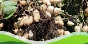 Propiconazole 25% EC Pesticide