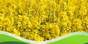 Soluble Sulphur