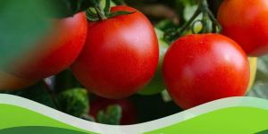 Verticillium Chlamydosporium 1% Wp