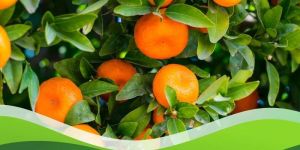 Verticillium Lecanii Biopesticides