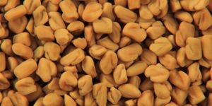 Fenugreek Seed