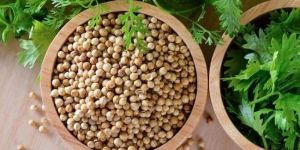 Coriander Seed