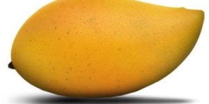 Alphonso Mango