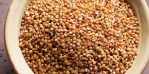 Sorghum
