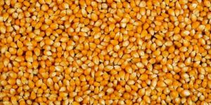 Yellow Maize Corn