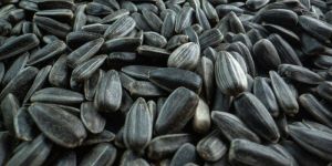 Sunflower Seeds