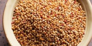 Sorghum Seeds