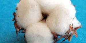 Cotton Balls